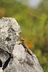 Sceloporus aureolus