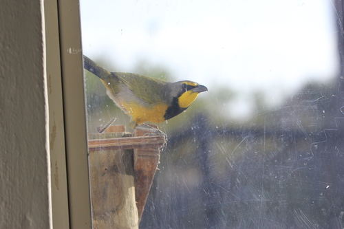 Bokmakierie (Telophorus zeylonus), photo 6