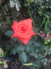 Rosa