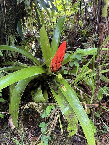 Bertero's tufted airplant (Guzmania berteroniana)