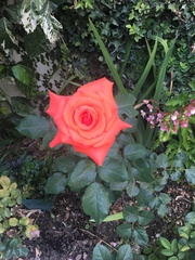 Rosa