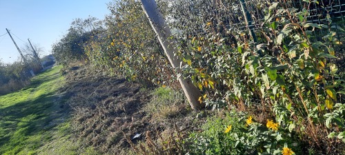 Jerusalem artichoke