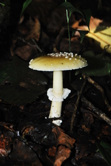 Gemmatae
