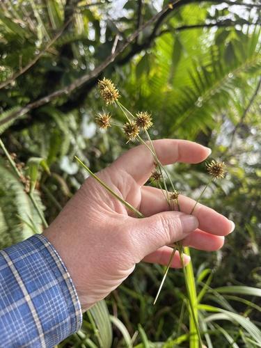 Fly Beak Sedge (Rhynchospora holoschoenoides)