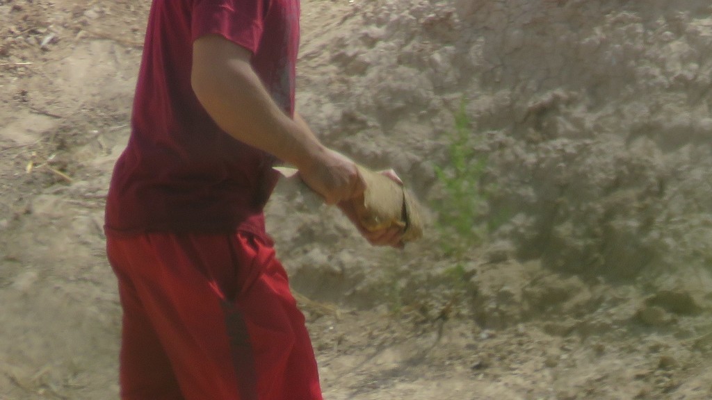 Manguruyu (Pseudopimelodus mangurus) — Pseudopimelodidae