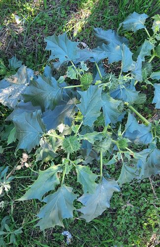 jimsonweed