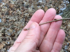 Viburnum rafinesqueanum