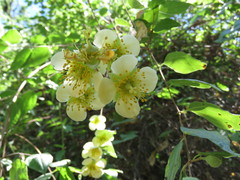 Philadelphus mexicanus