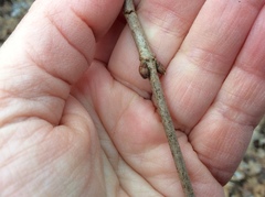 Viburnum rafinesqueanum