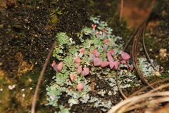 Phyllobaeis erythrella