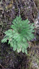 Selaginella pilifera
