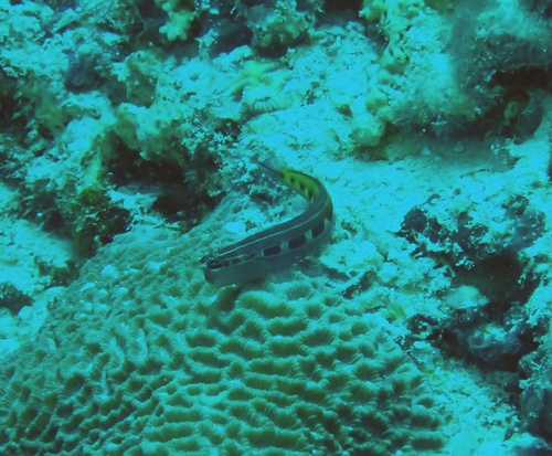 Lined Combtooth Blenny — seen at this dive site