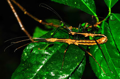 Neohirasea