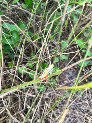 Painted Reed Frog