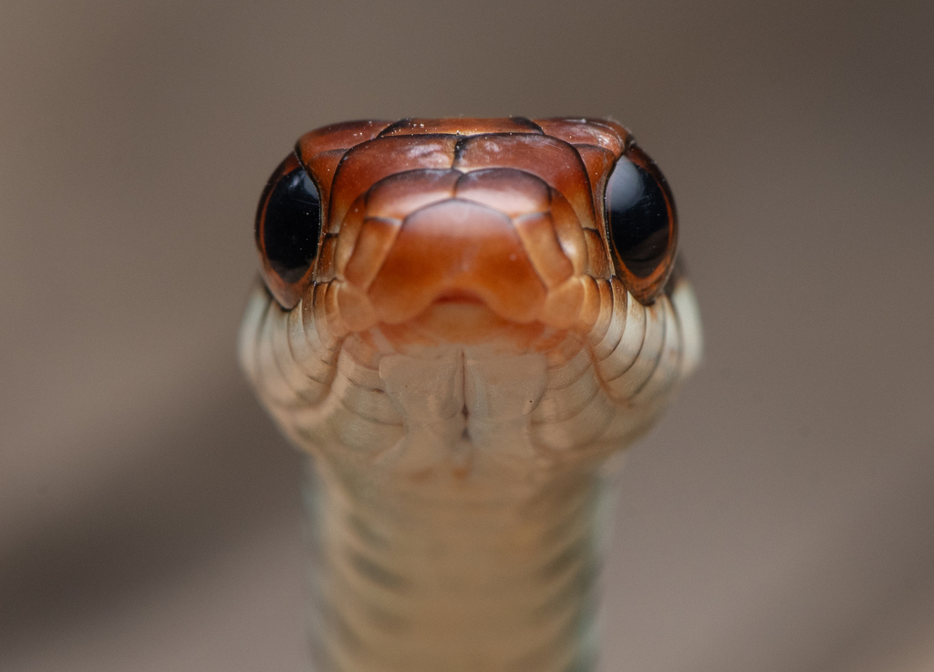Speckled Racer in November 2025 by Shreybae · iNaturalist