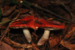 Russula mexicana