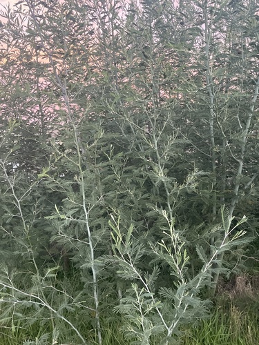 Silver wattle