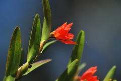Scaphyglottis imbricata