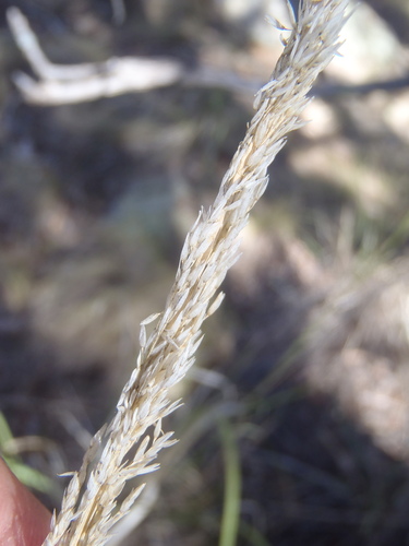 Muhlenbergia longiligula observed 2026-03-12