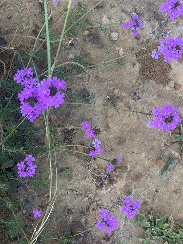 South American mock vervain