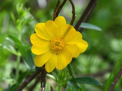 Ranunculus macranthus