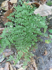 Adiantum concinnum