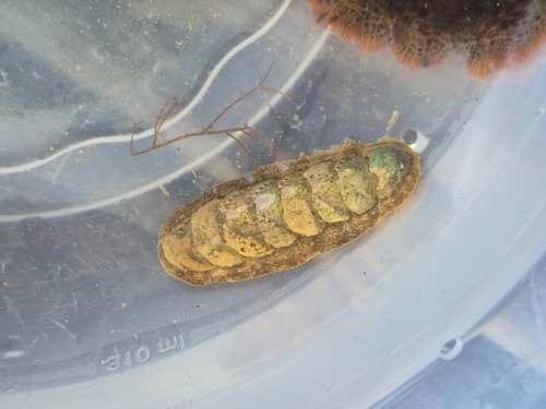 Ischnoplax pectinata
