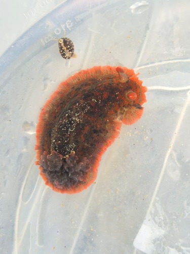 Dendrodoris krebsii