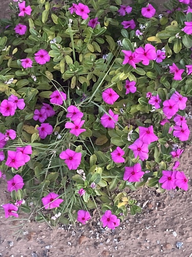 Madagascar Periwinkle