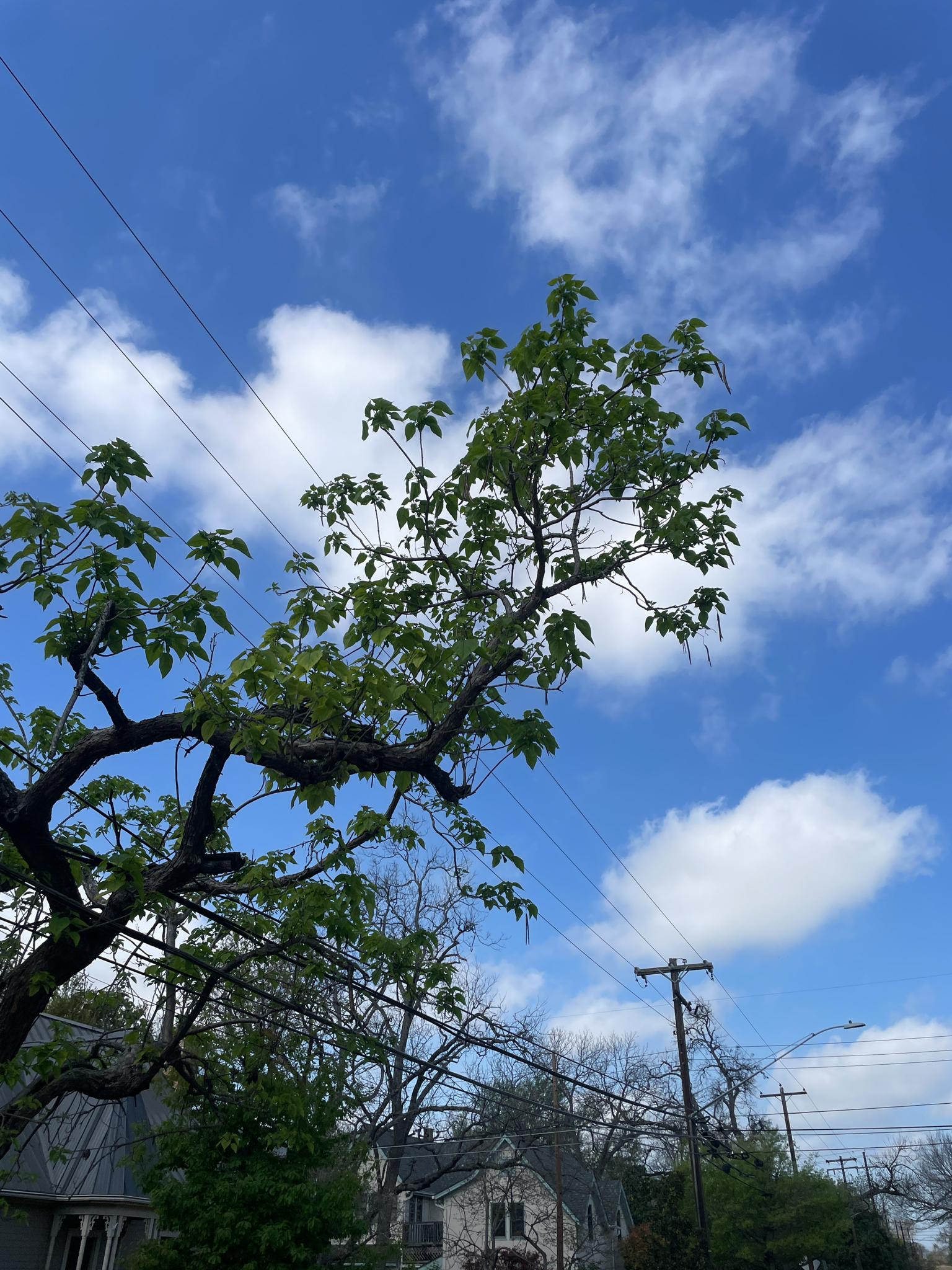 Imagem de catalpa