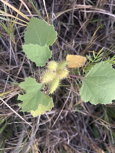 rough cocklebur