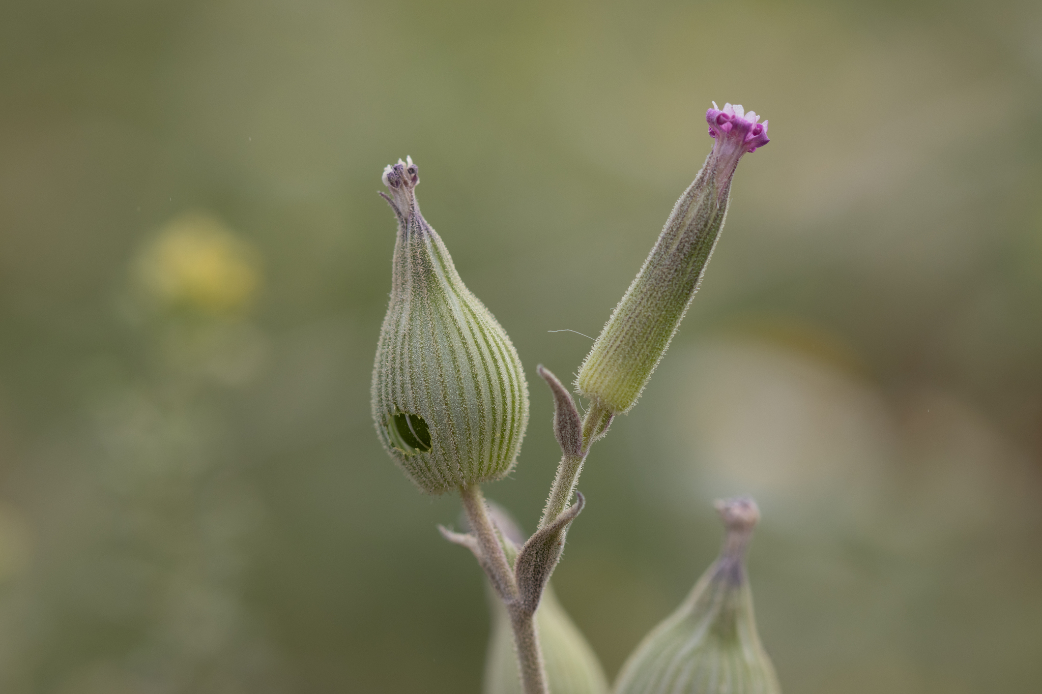 Silene conoidea