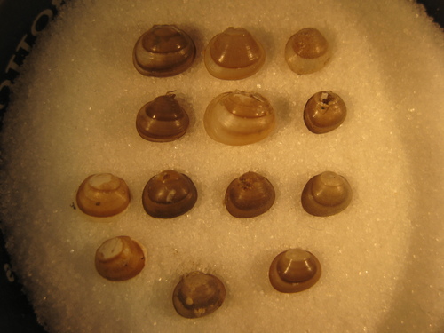 Arctic Fingernailclam