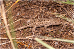 Liolaemus wiegmannii