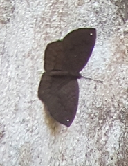 Voltinia cebrenia