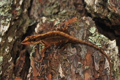 Anolis quercorum