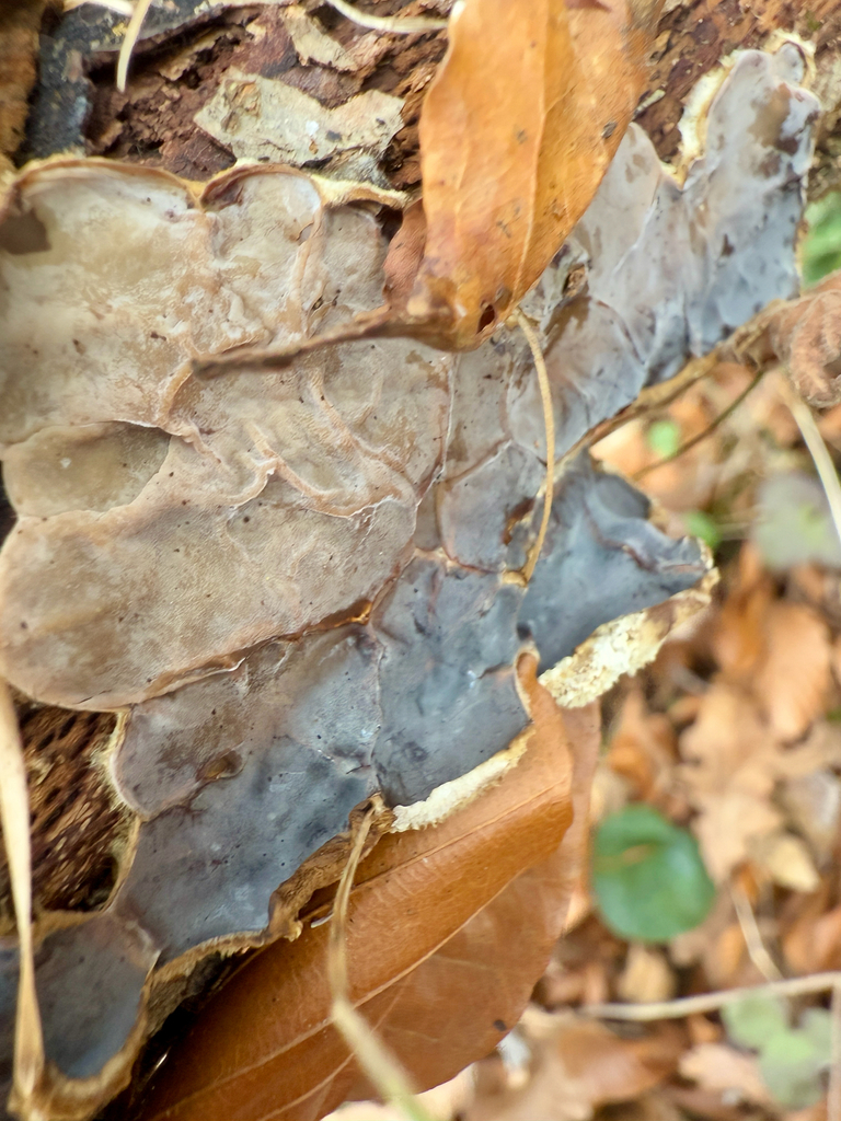 Auricularia mesenterica · March 2026 · photo: © headlounge (iNaturalist, cc-by)