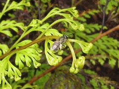 Lasioglossum impavidum
