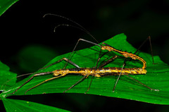 Neohirasea