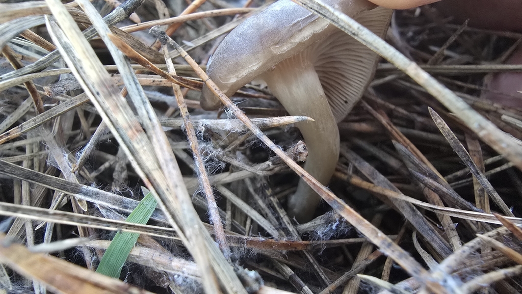 Rhizocybe pruinosa