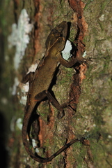Anolis quercorum