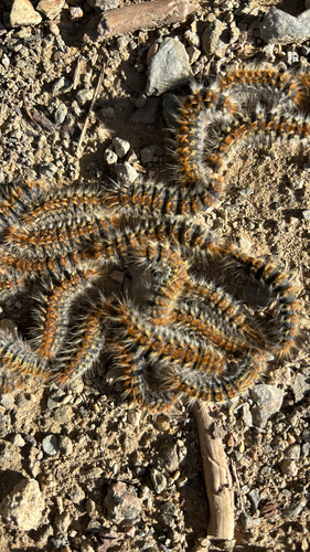 Avistamiento Thaumetopoea pityocampa