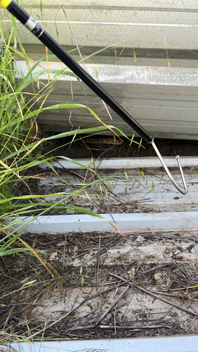 iNaturalist observation photo of Gopher Snake