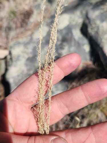 Muhlenbergia tricholepis, 2026-03-12