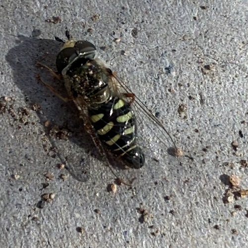 Unknown species found near University of California, Riverside, Riverside, CA, US