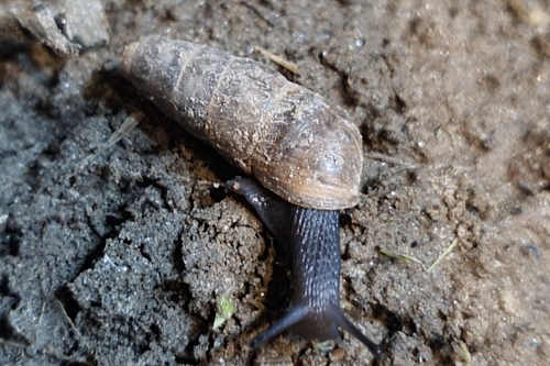Decollate Snail