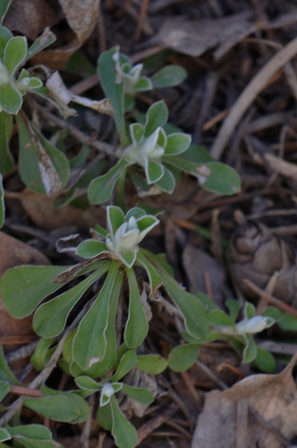 white-margined everlasting (Antennaria marginata)