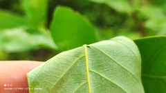 Pouteria glomerata, photograph (c) Thomaz Ricardo Favreto Sinani, some rights reserved (CC BY)