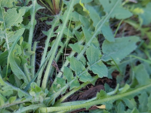 dagger flower (Mantisalca salmantica)