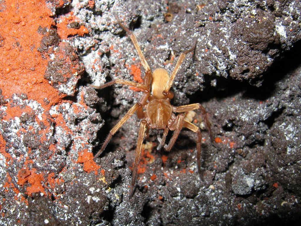 Lycosa howarthi